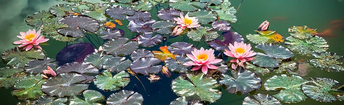 Мониторинг биоразнообразия